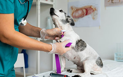 Atendimento veterinário em Diadema