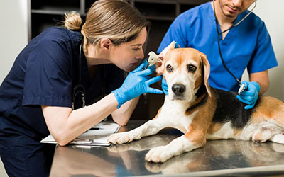 Atendimento veterinário em Suzano