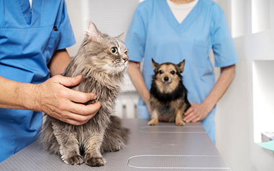 Cirurgia veterinária em Poá