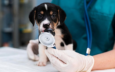 Clínica veterinária 24 horas em Mogi das Cruzes