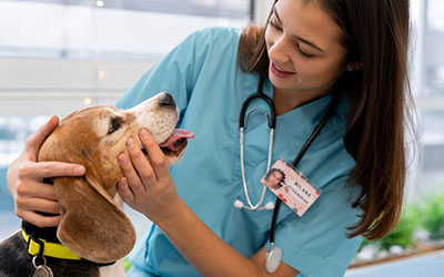 Clínica veterinária 24 horas em Poá