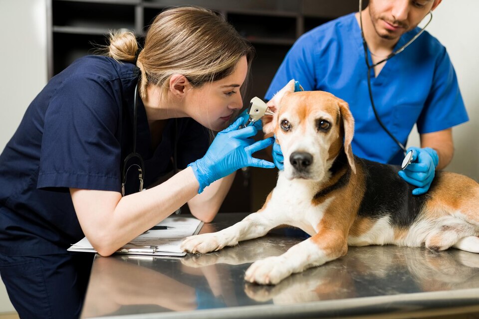 Clínica veterinária 24 horas para pets em Poá