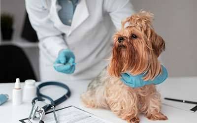 Clínica veterinária em Ferraz de Vasconcelos