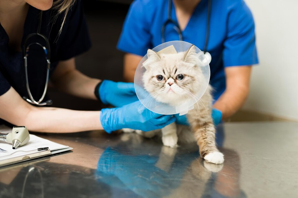 Clínica veterinária em Poá