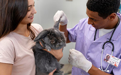 Clínica veterinária para animais silvestres em Suzano