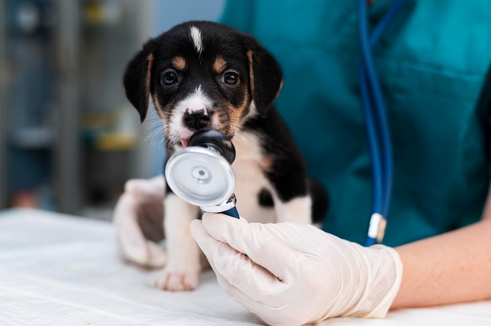 Clínica veterinária para cães em Ferraz de Vasconcelos