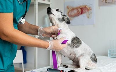 Clínica veterinária para cães em Poá