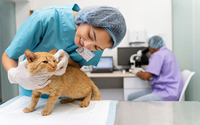Clínica veterinária para gatos em Poá