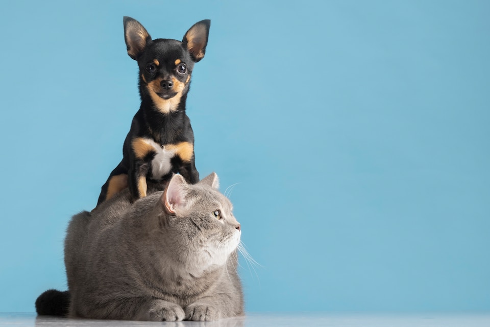 Emergência veterinária na Zona Leste SP