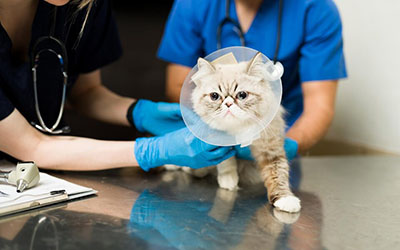 Exame veterinário em Diadema