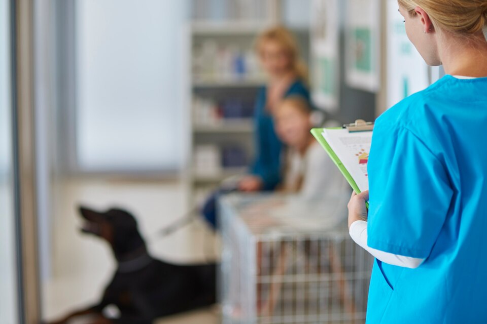 Veterinário 24 horas em Diadema